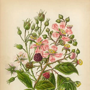 Raspberry Dewberry and Bramble, Victorian Botanical Illustration