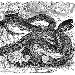 Rat snake (coronella laevis)