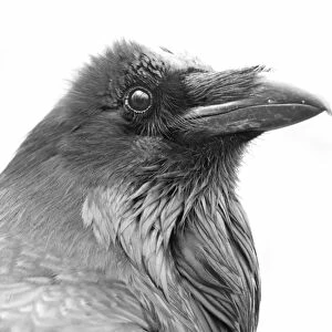Raven in black and white