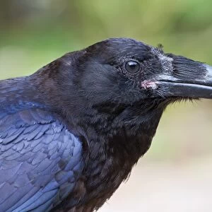 Raven closeup