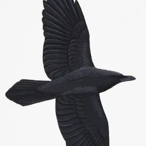 Raven (Corvus corax), adult