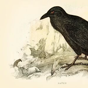 Raven engraving 1896