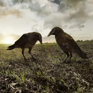 Two Ravens in the Field Print Two Ravens in the Field Print