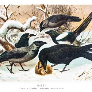 Ravens in the snow illustration 1882