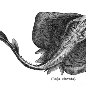 Ray fish engraving 1897 Ray fish engraving 1897