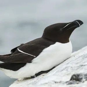 Razorbill Print - Alca torda, Farne Islands Razorbill Print - Alca torda, Farne Islands