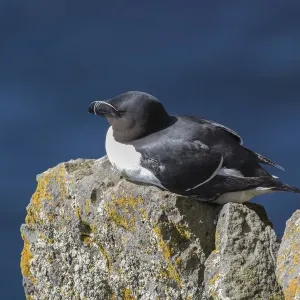 Razorbill (Alca torda) sits on rocks, bird rocks Latrabjard, Westfjords, Iceland Razorbill (Alca torda) sits on rocks, bird rocks Latrabjard, Westfjords, Iceland