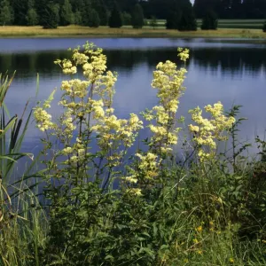 Real meadowsweet Print, 8.5x11 inches