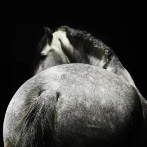 Grey Horse Print - Rear View Grey Horse Print - Rear View