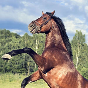 rearing sportive bay Oldenburg stallion