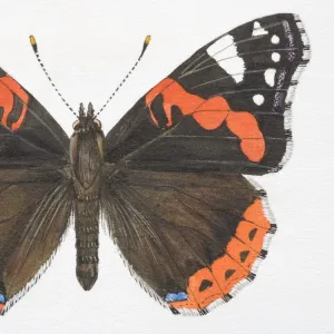 Red Admiral butterfly (Vanessa atalanta) with open wings