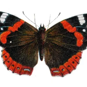 Red Admiral Butterfly Print Red Admiral Butterfly Print