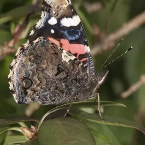 Red Admiral -Vanessa atalanta-, wing underside, Untergroeningen, Baden-Wuerttemberg, Germany, Europe Red Admiral -Vanessa atalanta-, wing underside, Untergroeningen, Baden-Wuerttemberg, Germany, Europe