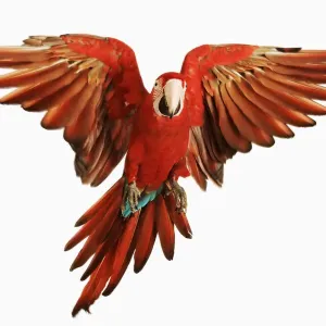 Red-and-green Macaw Print against White Background Red-and-green Macaw Print against White Background