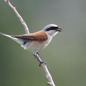 Red-backed Shrike (Lanius collurio), male with insect prey in its beak Red-backed Shrike (Lanius collurio), male with insect prey in its beak