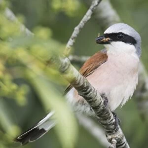 Red-backed shrike (Lanius collurio), sitting with food in his beak on a branch, Emsland