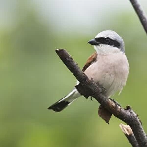 Red-backed shrike (Lanius collurio), male, sits on branch, Emsland, Lower Saxony, Germany