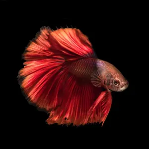 Poisson betta rouge. Poisson betta rouge.