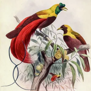 Red bird-of-paradise, 19th century illustration