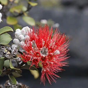 Red blossom of the Ohi?a lehua tree -Metrosideros polymorpha-, endemic plant, Kilauea volcano, Big Island, Hawaii, USA