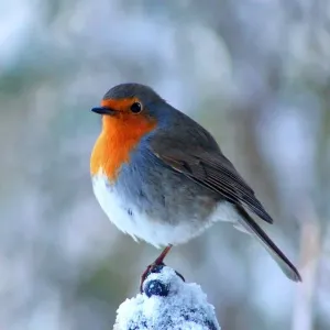 Red Breast Red Breast
