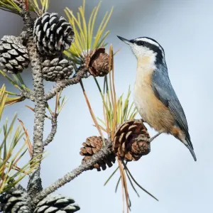 Red-breasted Nuthatch Print