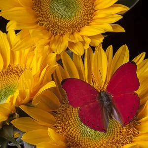Red Butterfly Print with Three Sunflowers