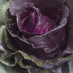 Red cabbage -Brassica oleracea convar. capitata var. rubra L. -