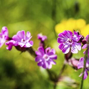 Red Campion -Silene dioica-