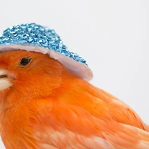 Red canary with a blue hat of flowers on his head