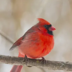 Northern Cardinal Bird Print - Red Male Perched on Bare Branches Northern Cardinal Bird Print - Red Male Perched on Bare Branches