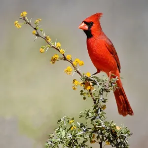 Northern Cardinal Bird Print - Red Cardinal in Texas Landscape Northern Cardinal Bird Print - Red Cardinal in Texas Landscape