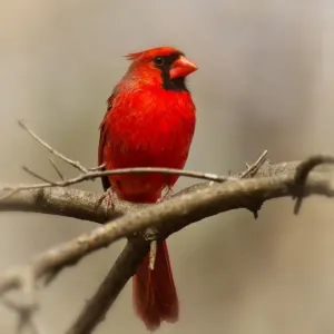 Northern Cardinal Bird Print on Tree Branch Northern Cardinal Bird Print on Tree Branch