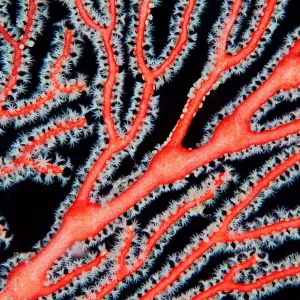 Red Coral Branch Underwater Print