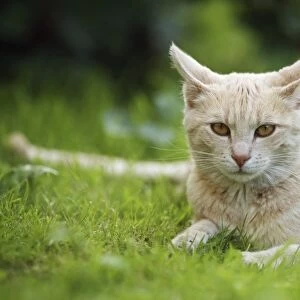 Red cream tabby cat lying on a lawn, Germany