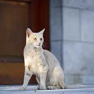 Red cream tabby cat sitting in front of a door, Germany