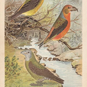Red crossbill (Loxia curvirostra), chromolithograph, publishe in 1896