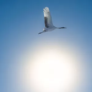 A Red-crowned Crane fly over the sunshine