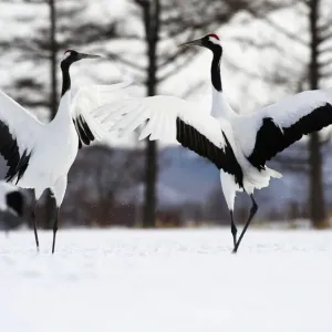 Red-crowned Crane (Grus japonensis) Red-crowned Crane (Grus japonensis)