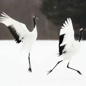 Red-crowned Crane (Grus japonensis) Red-crowned Crane (Grus japonensis)