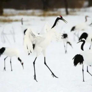 Red-crowned Crane (Grus japonensis) Red-crowned Crane (Grus japonensis)