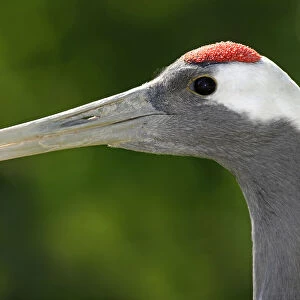 Red-crowned Crane -Grus japonensis-, portrait