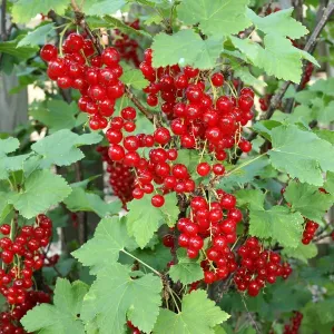 Red Currants Print - Garden Fruit in Bavaria Red Currants Print - Garden Fruit in Bavaria
