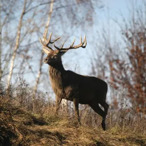 Red deer (Cervus elaphus) in autumn, Bavaria, Bavaria, Germany, Europe Red deer (Cervus elaphus) in autumn, Bavaria, Bavaria, Germany, Europe
