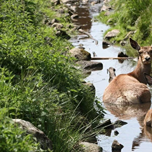 Red deer (Cervus elaphus), cooling down in a stream, Sweden, Scandinavia, Europe