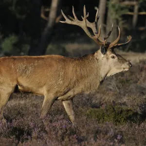 Red Deer Rutting Season Print