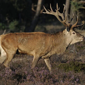 Red deer (Cervus elaphus), top dog, rutting season in the Hoge Veluwe National Park, Hoenderloo, Netherlands, Europe