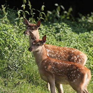 Red deer -Cervus elaphus-, fawns, three weeks, Allgaeu, Bavaria, Germany, Europe