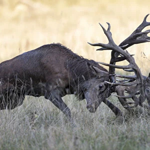Red Deer -Cervus elaphus-, fighting stags, Copenhagen, Denmark