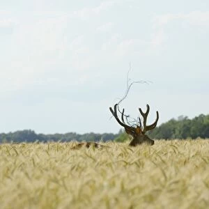 Red Deer -Cervus elaphus- in a grain field, part of a fence in its antlers, Lower Austria, Austria